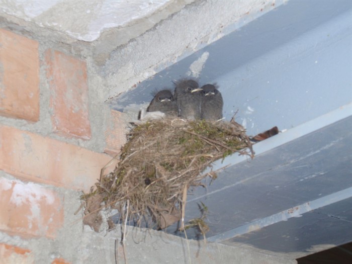jungvoegel_small